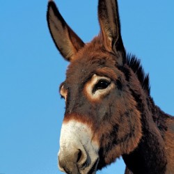 Handsome donkey 